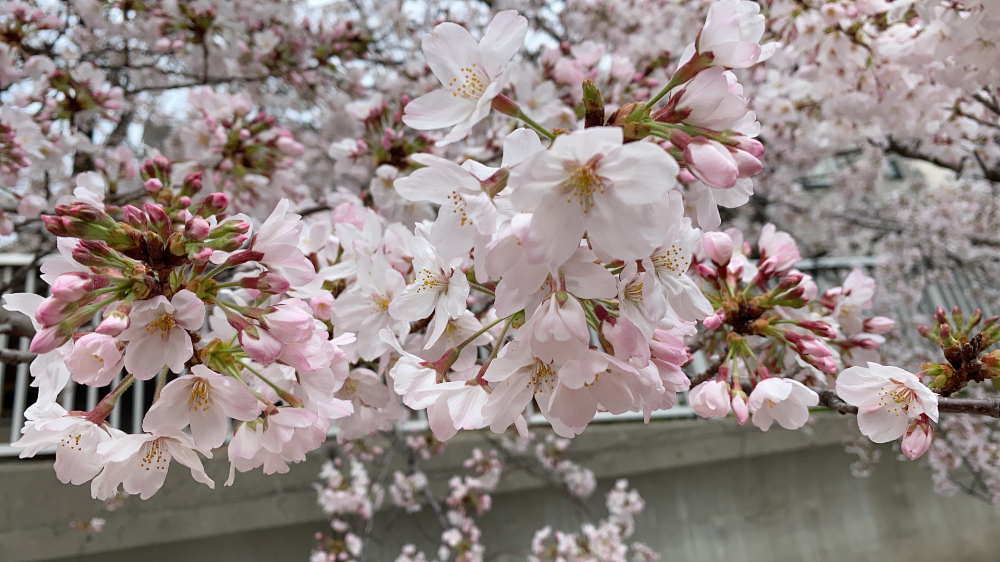 桜を愛でる季節を楽しめることに感謝する日々。：日経xwoman Terrace